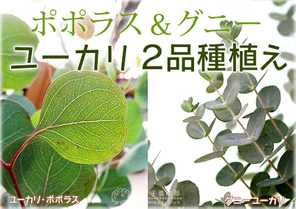 Amazon.co.jp: 土っ子倶楽部 ユーカリ 2品種植え （ ポポラス